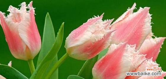 花语之美 郁金香