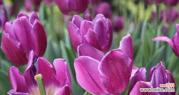 传递浪漫与祝福的花朵 紫色郁金香的花语