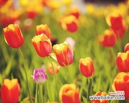 传递浪漫与祝福的花朵 紫色郁金香的花语