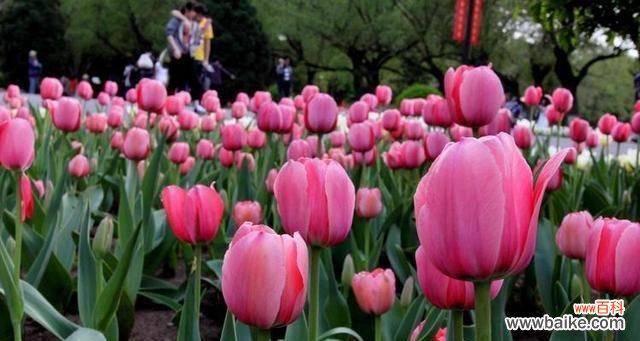 千姿百态的郁金香 郁金香