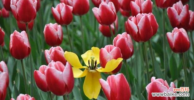 千姿百态的郁金香 郁金香