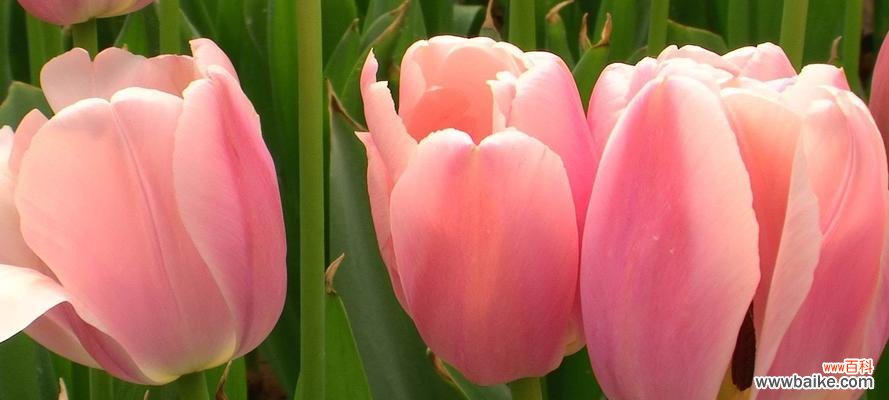 千姿百态的郁金香 郁金香