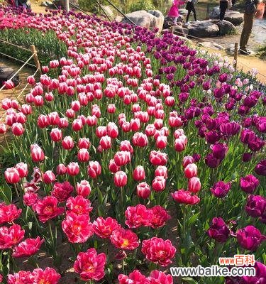 探索郁金香的丰富色彩与意义 郁金香花语与寓意