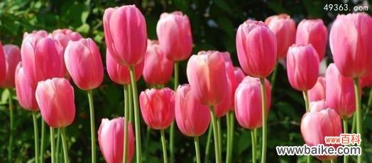 探索郁金香的丰富色彩与意义 郁金香花语与寓意