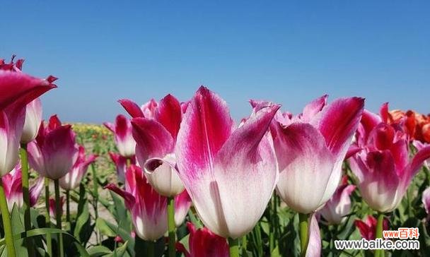 绽放华丽 郁金香