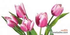 揭秘郁金香的内涵与文化象征 郁金香的寓意与象征