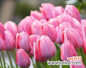 解读郁金香所代表的意义和文化象征 郁金香的寓意和象征