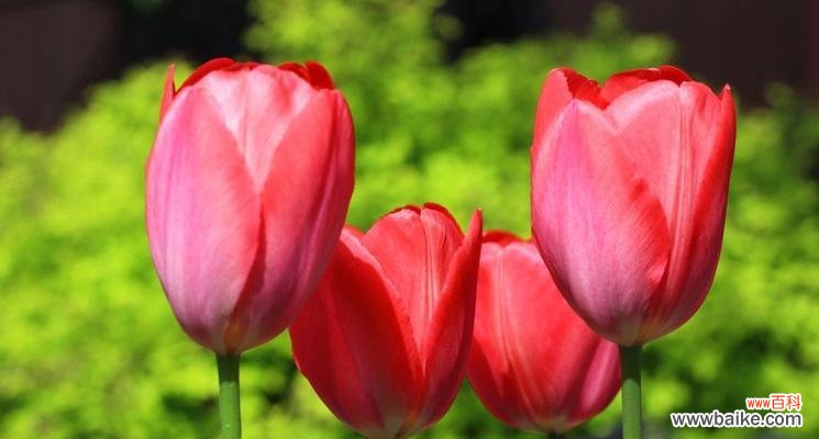 解读郁金香所代表的意义和文化象征 郁金香的寓意和象征