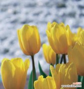 探索郁金香的文化内涵与美学价值 郁金香的寓意与象征