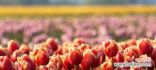 探索郁金香的文化内涵与美学价值 郁金香的寓意与象征