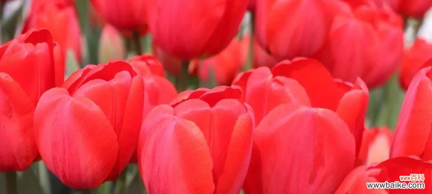 探索郁金香的文化内涵与美学价值 郁金香的寓意与象征
