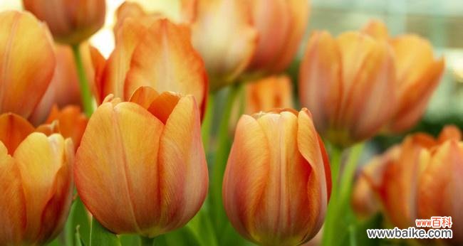 探究郁金香花语和文化象征 郁金香的寓意与意义