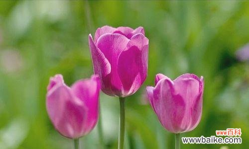 探究郁金香花语和文化象征 郁金香的寓意与意义