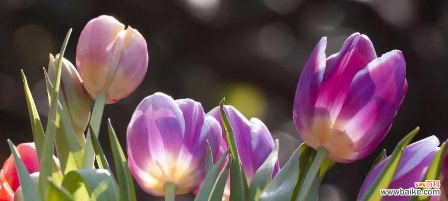 揭秘郁金香的花语与寓意 郁金香