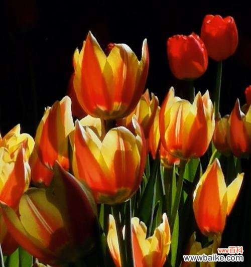 揭秘郁金香的花语与寓意 郁金香