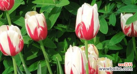 探寻郁金香所传达的情感和象征 郁金香花语的深意