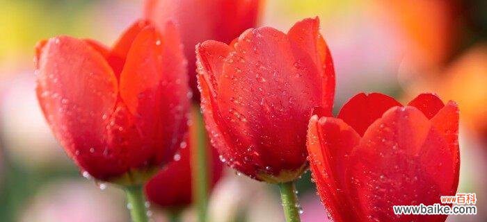 探寻郁金香所传达的情感和象征 郁金香花语的深意