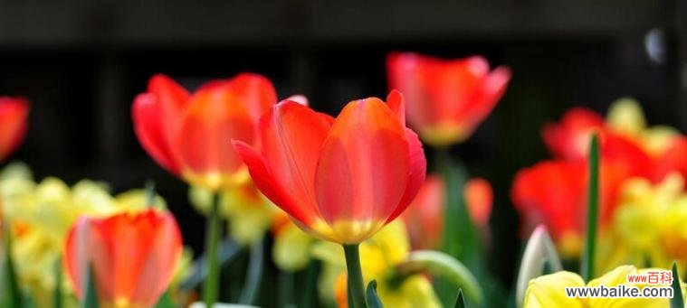 鲜花之语 郁金香花语与寓意