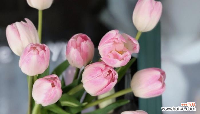 郁金香的寓意和文化象征 郁金香