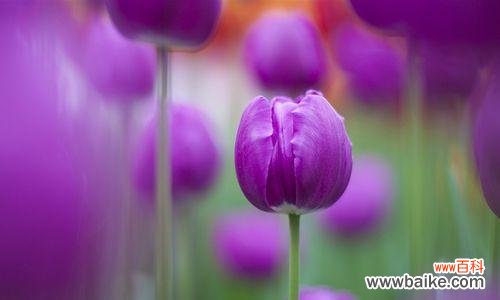 郁金香的寓意和文化象征 郁金香