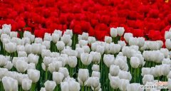 郁金香的寓意和文化象征 郁金香