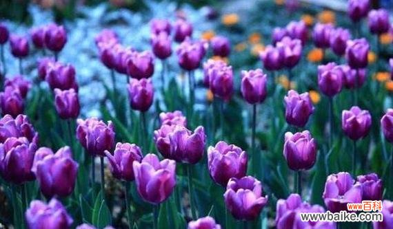 探索郁金香的象征意义及文化传承 郁金香花语