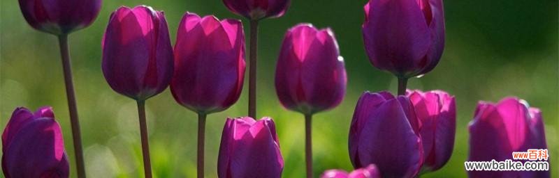 探索郁金香的象征意义及文化传承 郁金香花语