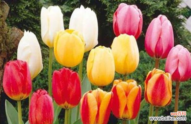 以郁金香送几朵的含义解读与文化传统探源 郁金香花语之意义与传承