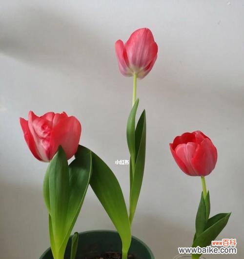 探寻郁金香的花期 郁金香