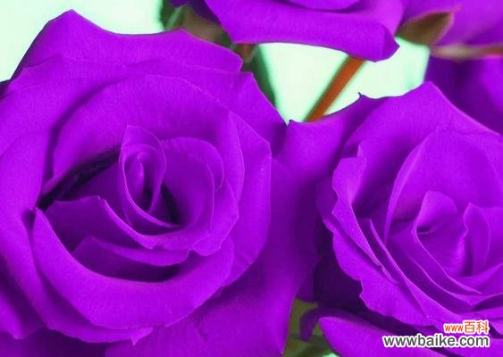 深邃神秘 紫色玫瑰花的寓意
