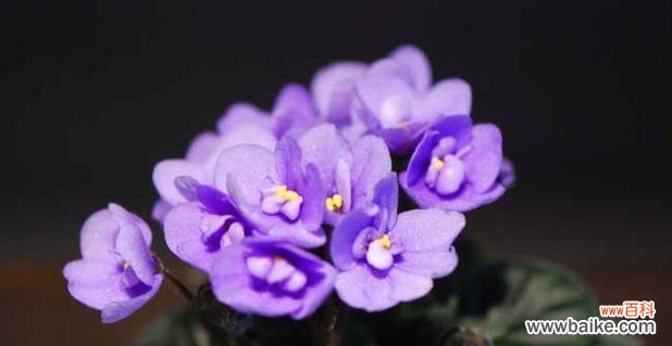 探索紫色花朵背后的神秘与浪漫 紫色花朵的花语与意义