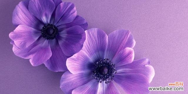探索紫色花朵背后的神秘与浪漫 紫色花朵的花语与意义