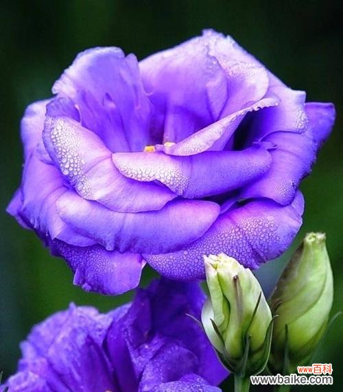 紫色桔梗花寓意深远 紫色桔梗花的花语和寓意