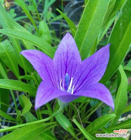 紫色桔梗花寓意深远 紫色桔梗花的花语和寓意