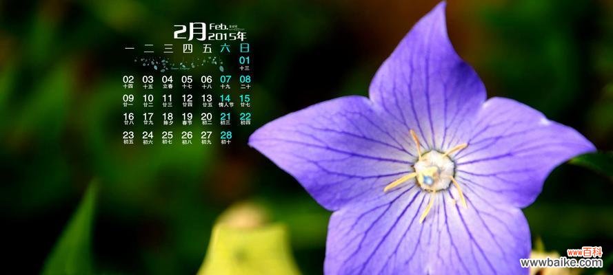 紫色桔梗花寓意深远 紫色桔梗花的花语和寓意