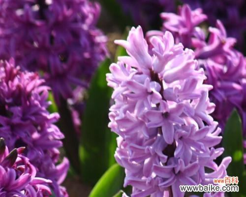 探寻紫色风信子的花语意义与心灵启迪 紫色风信子花语的深刻含义