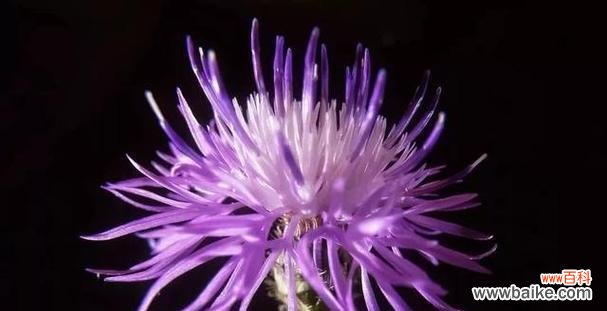 探寻紫色风信子的花语意义与心灵启迪 紫色风信子花语的深刻含义