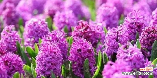 探寻紫色风信子的花语意义与心灵启迪 紫色风信子花语的深刻含义