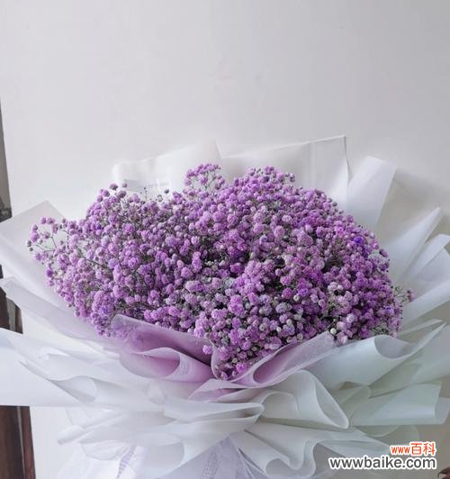 探寻紫色满天星的深层含义 紫色满天星的花语