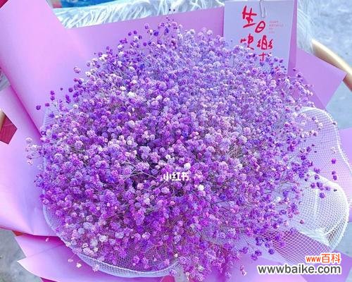 探寻紫色满天星的深意 紫色满天星的花语与寓意