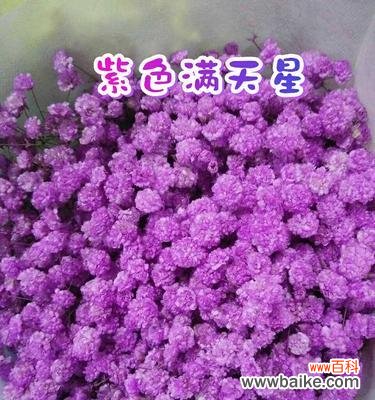 探寻紫色满天星的深意 紫色满天星的花语与寓意