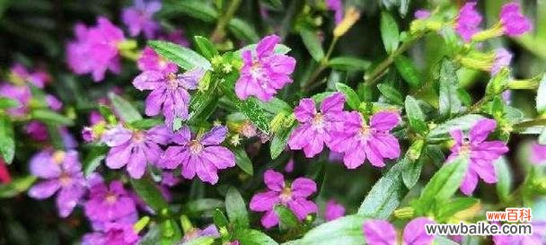 揭开紫色满天星的花语之谜 紫色满天星的花语——神秘与浪漫