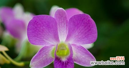 探索紫色马蹄莲的花语与奇妙之处 紫色马蹄莲，神秘而美丽的花海