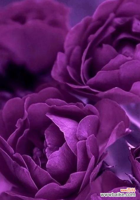 以紫色康乃馨传递温暖和希望的花语语言 紫色康乃馨的花语——深情祝福