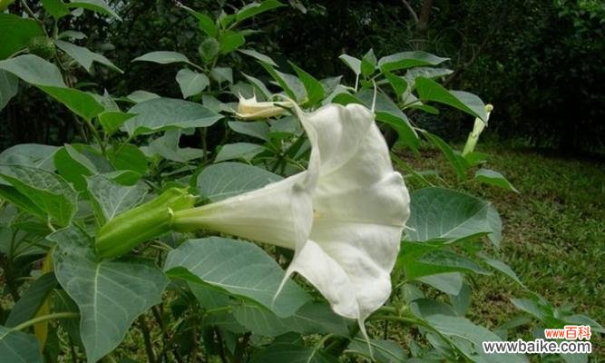 用紫色曼陀罗花语点亮生活 紫色曼陀罗花语-激发热情与创造力的力量