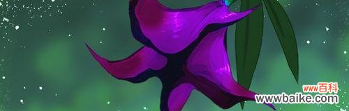 用紫色曼陀罗花语点亮生活 紫色曼陀罗花语-激发热情与创造力的力量