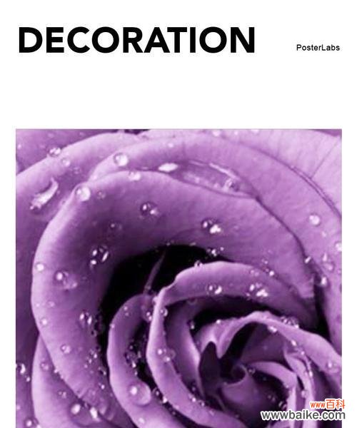 紫色玫瑰 紫色玫瑰的花语和寓意