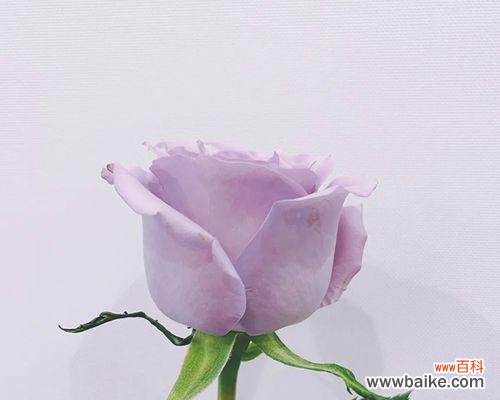 探寻紫色玫瑰的神秘魅力 紫色玫瑰花语与象征