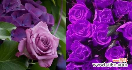 揭秘紫色玫瑰的隐含寓意与魅力 紫色玫瑰的象征意义及美丽之谜