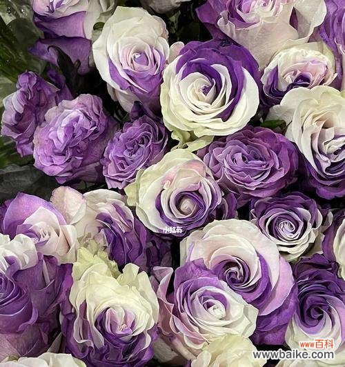 揭秘紫色玫瑰的隐含寓意与魅力 紫色玫瑰的象征意义及美丽之谜